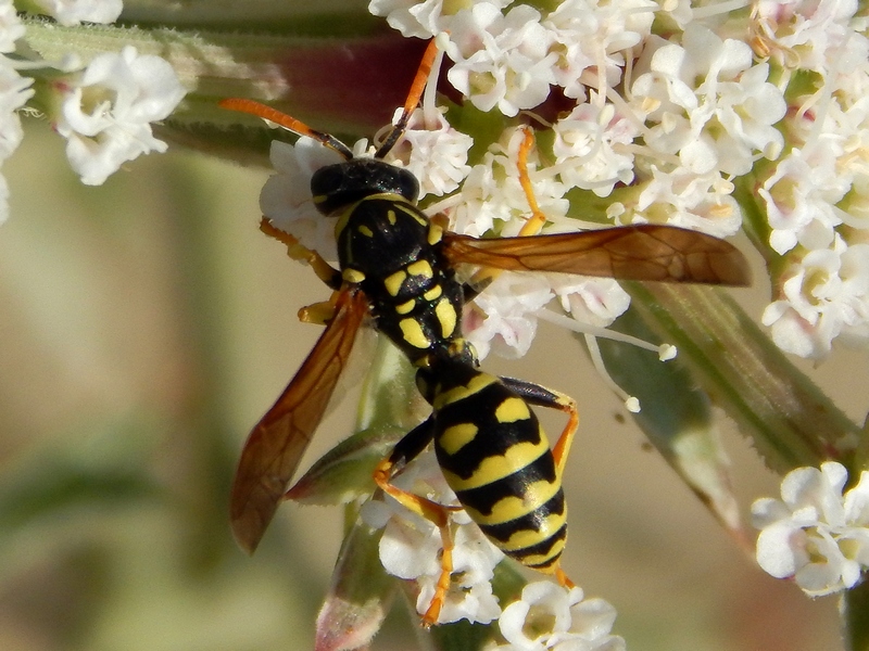 Polistes sp. (Vespidae)